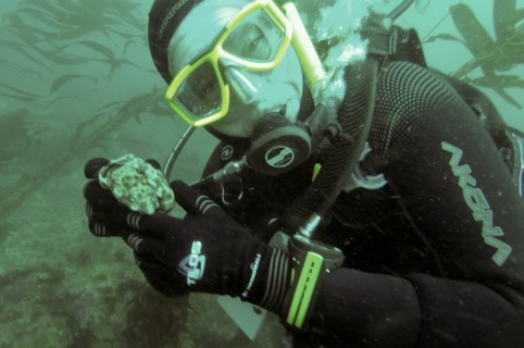 Channel Island dive